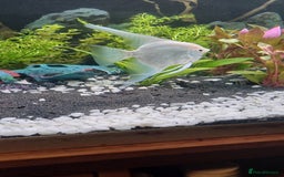 Angelfish fish for sale: White platinum blushing angelfish  - Image 7