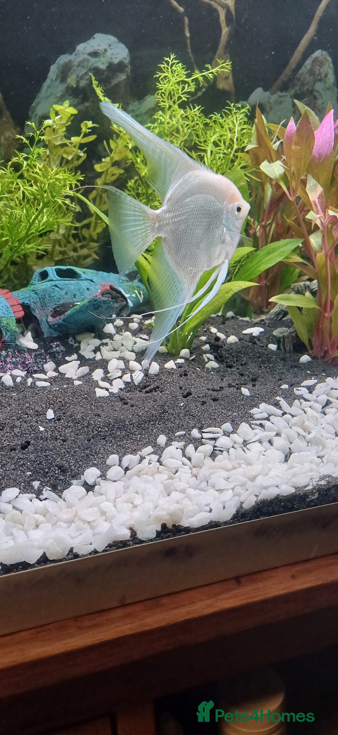 Angelfish fish for sale: White platinum blushing angelfish  - Image 7