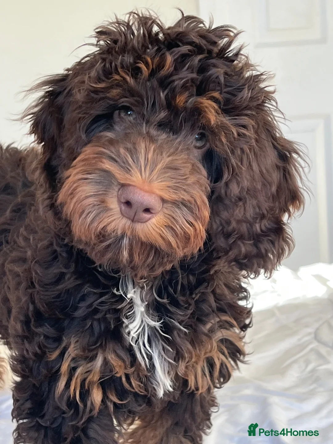 Cockapoo dogs for stud: Proven chocolate Cockapoo STUD - Advert 1