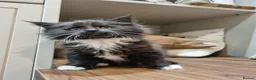 Maine Coon cats for sale: Gorgeous Maine Coon X Kittens-Litter of 7 - Advert 5