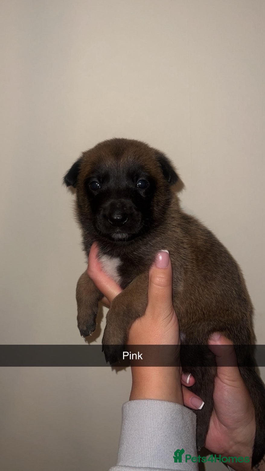 Belgian Shepherd Dog dogs Belgian Malinois Puppies Ready for Loving Homes - Advert 13