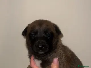 Belgian Shepherd Dog dogs Belgian Malinois Puppies Ready for Loving Homes - Advert 1