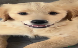 Golden Retriever dogs for sale: Pedigree golden retriever puppies  - Image 38