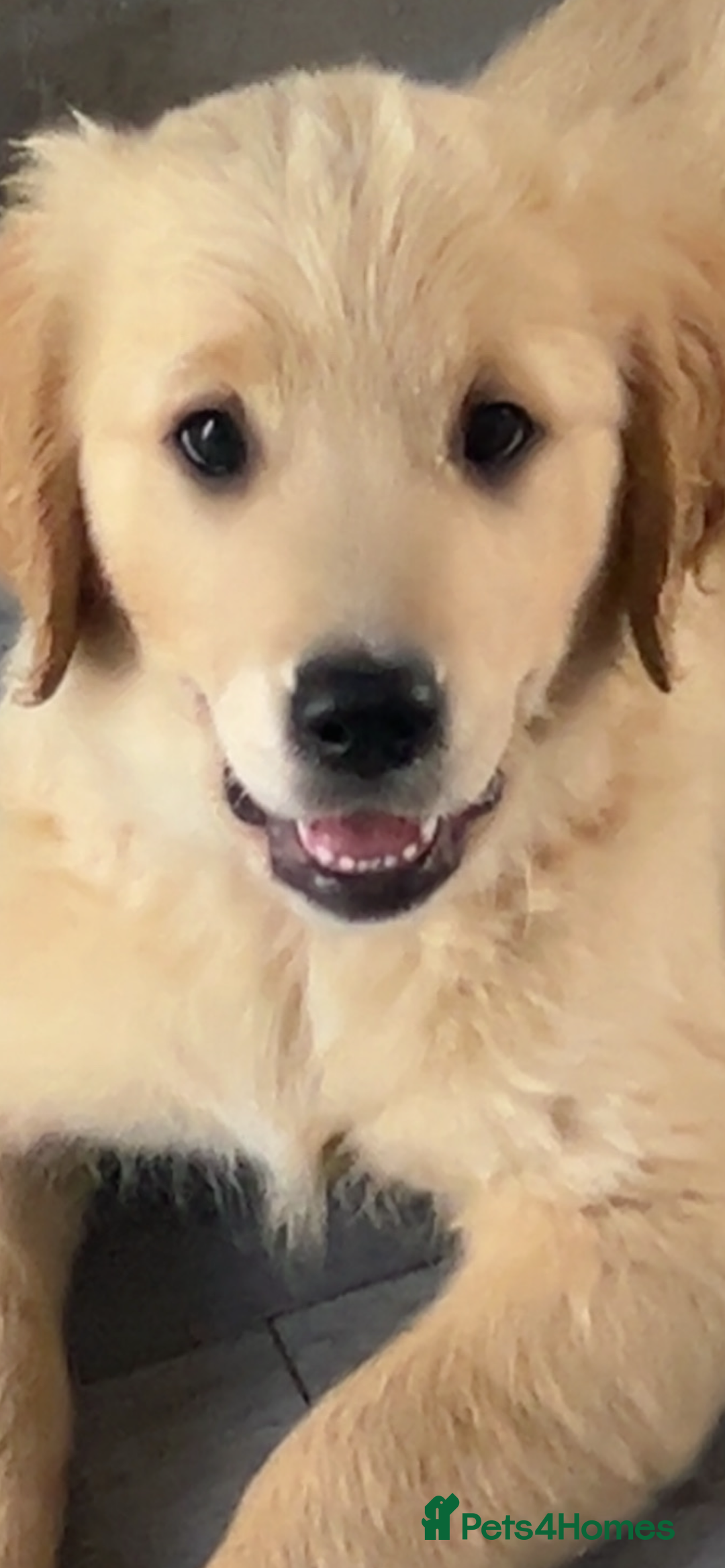Golden Retriever dogs for sale: Pedigree golden retriever puppies  - Image 38