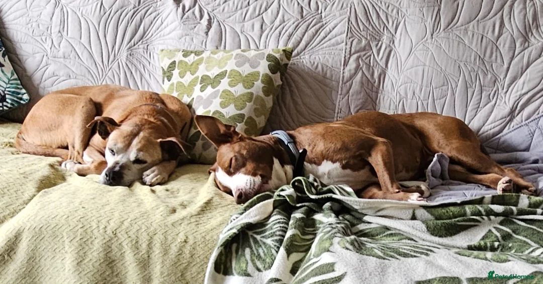 Mixed Breed dogs for adoption: Urgent 🚨 HELP Home Needed  in Hengoed - Advert 26