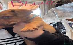 Mixed Breed dogs for sale: Dogue de bordeaux cross spaniel - Image 10