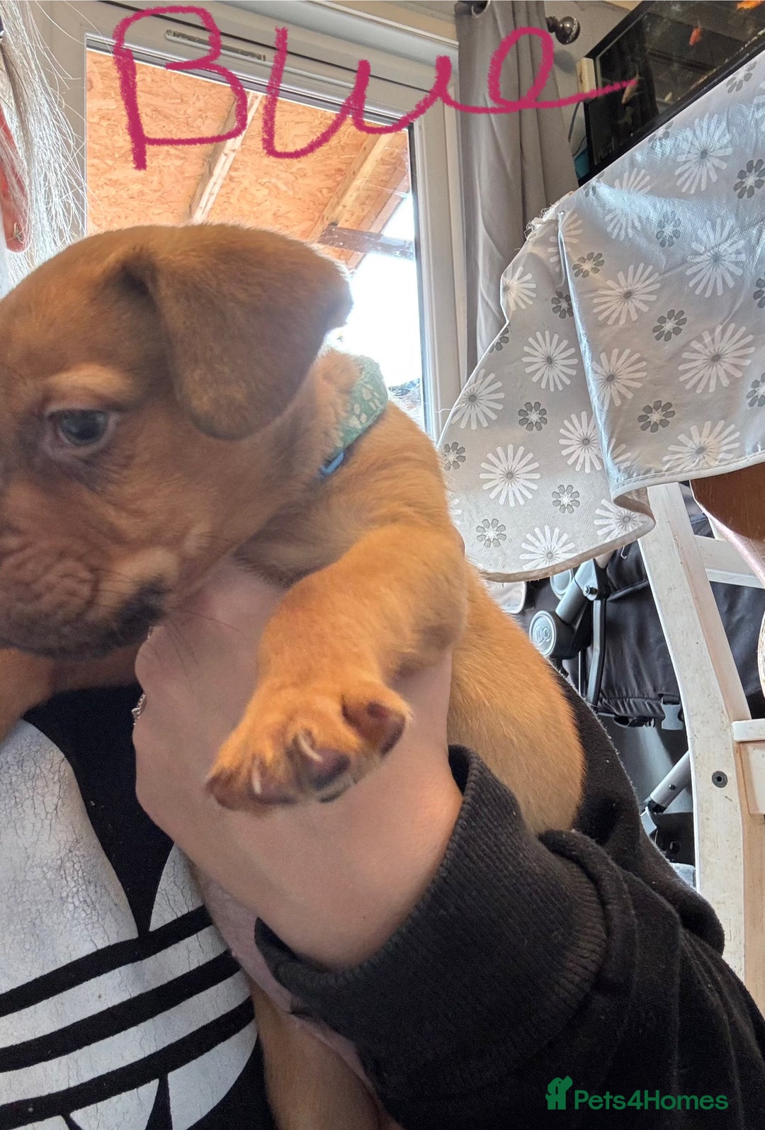 Mixed Breed dogs for sale: Dogue de bordeaux cross spaniel - Image 10