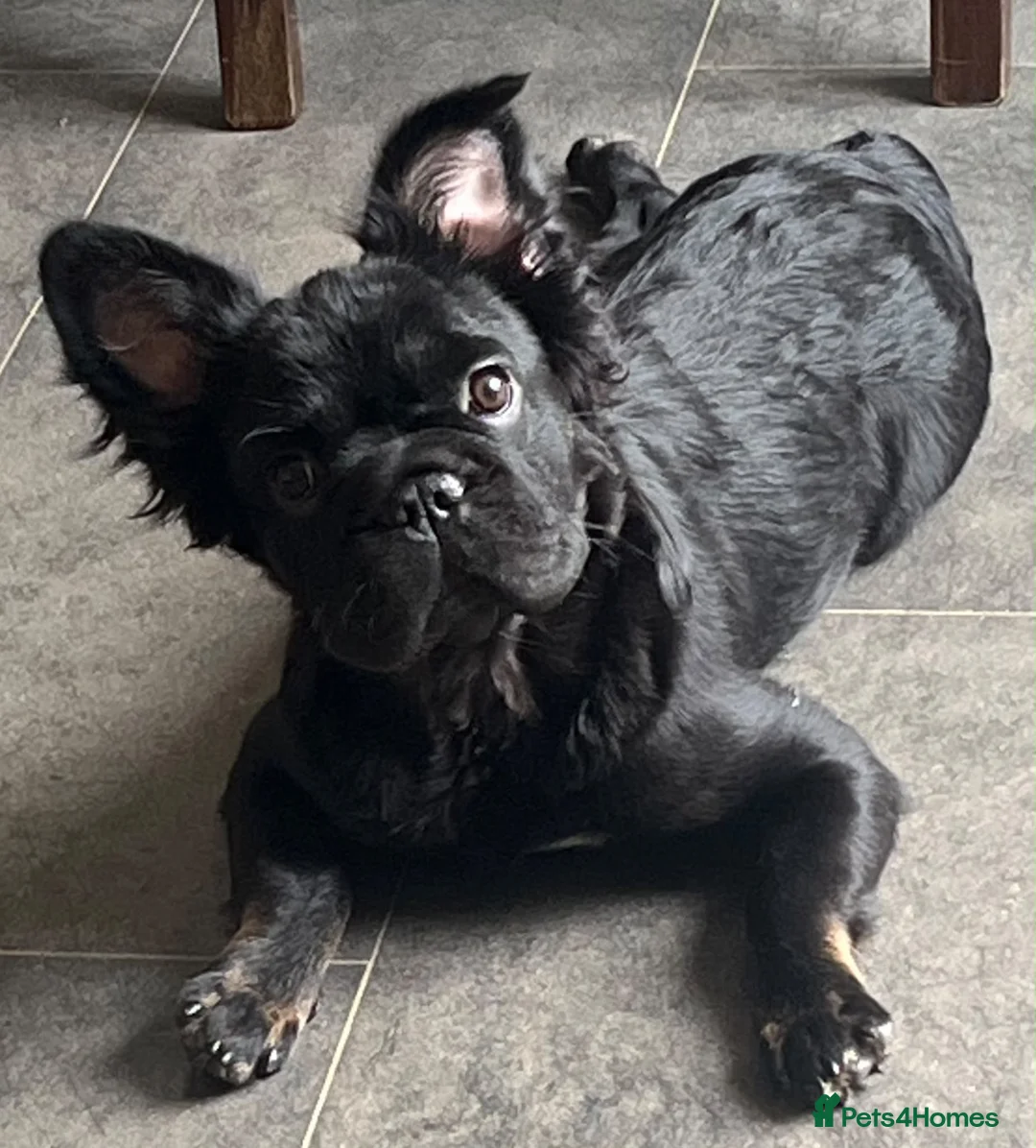 French Bulldog dogs for sale: Fluffy Frenchie female  - Advert 12