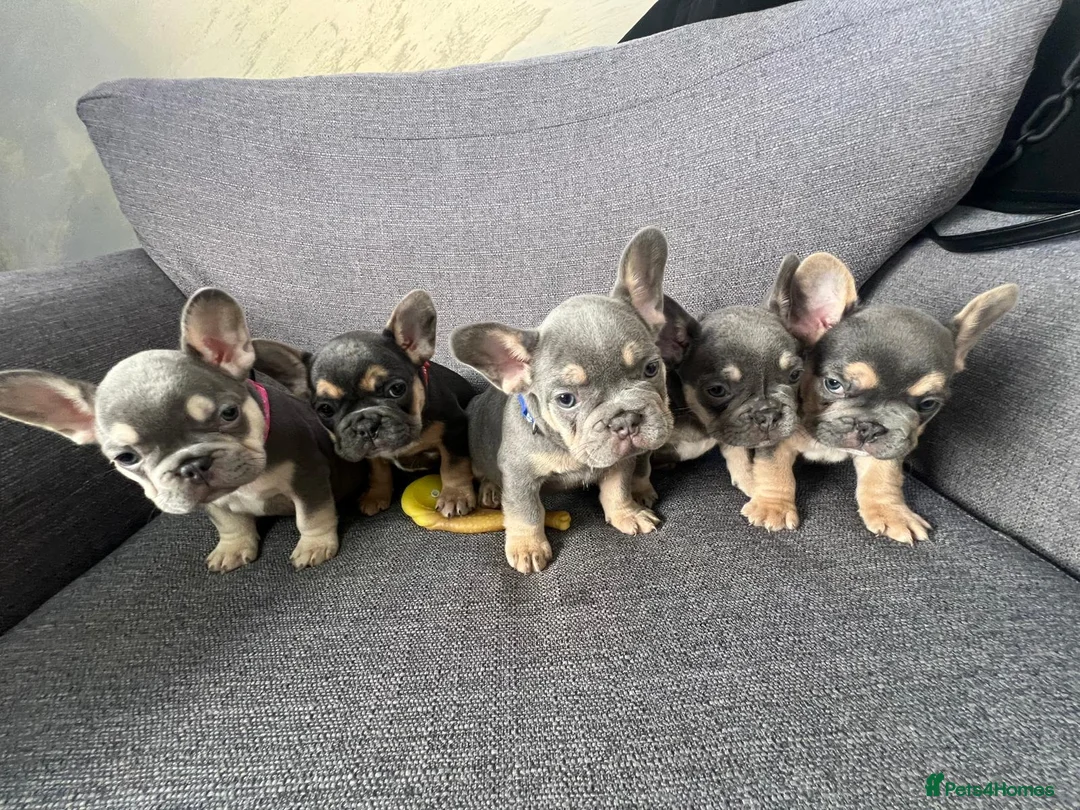 French Bulldog dogs for sale: Adorable French Bulldog Ready for New Homes KC reg - Advert 2