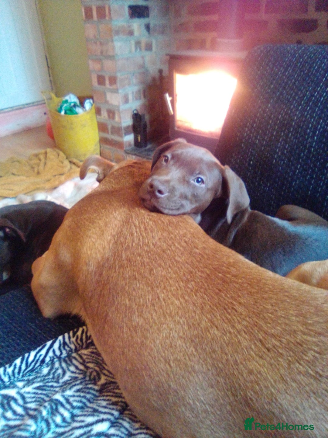 Mixed Breed dogs for sale: Doberman/labrador x american bulldog/english staff - Advert 13