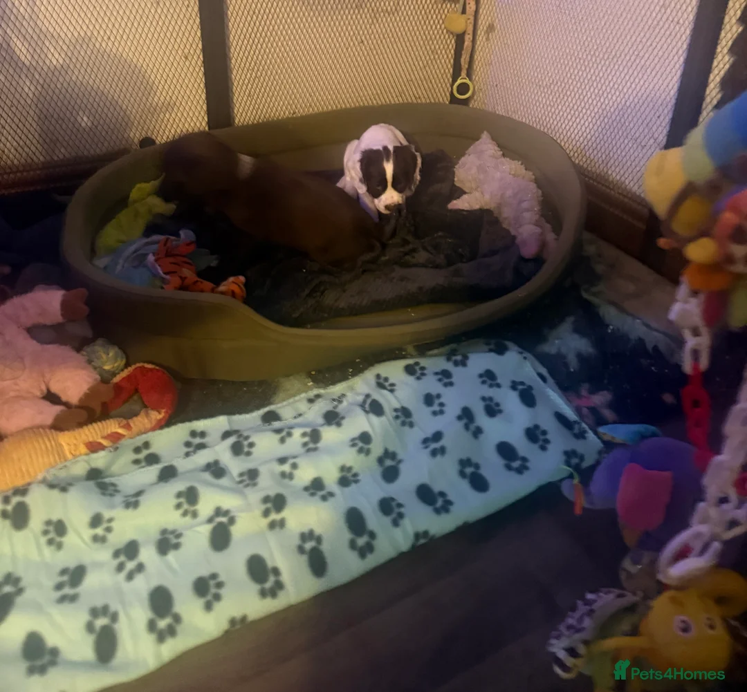 Sprocker dogs for sale: Stunning Sprocker girls  - Advert 4