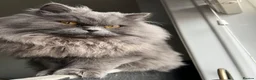 British Longhair cats for sale: Two British Blue longhair siblings - Advert 5