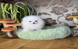 Pomeranian dogs for sale: SUPER TINY ICE WHITE POMERANIAN BOY - Image 14