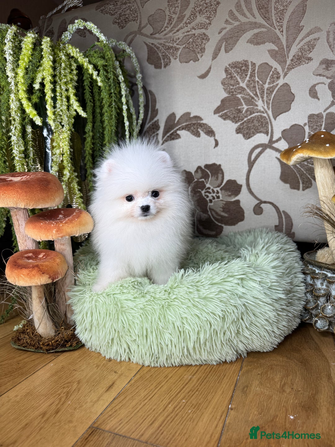 Pomeranian dogs for sale: SUPER TINY ICE WHITE POMERANIAN BOY - Image 14