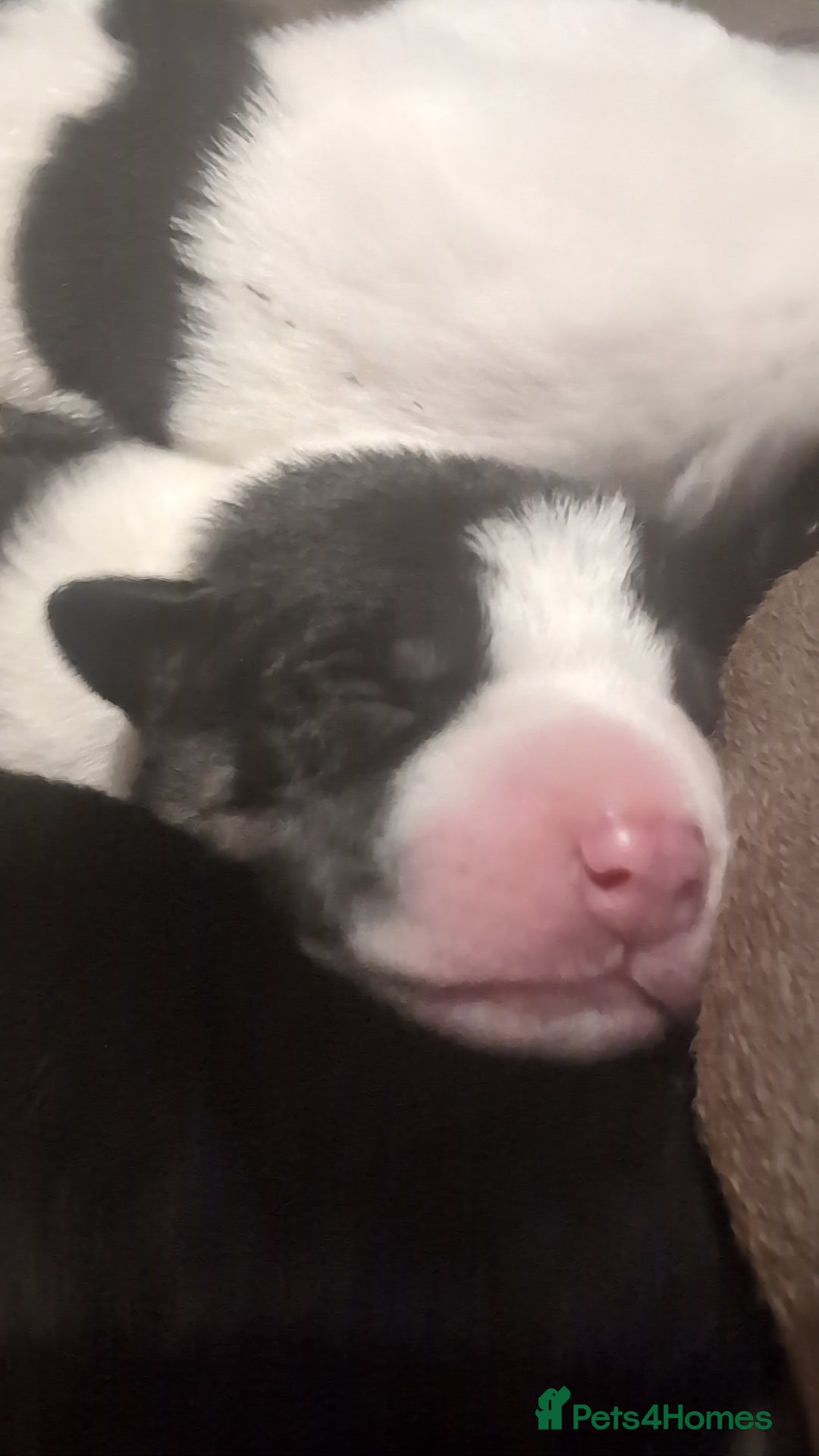 Mixed Breed dogs for sale: Beautiful puppies  - Image 5