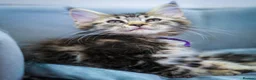 Maine Coon cats for sale: Gorgeous pure breed Mainecoon kittens ready now - Advert 3
