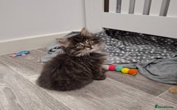 Maine Coon cats for sale: Absolutely Stunning Part Maine Coon Kittens - Advert 8