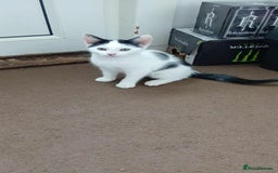 Mixed Breed cats for sale: Kitten for sale - Image 1