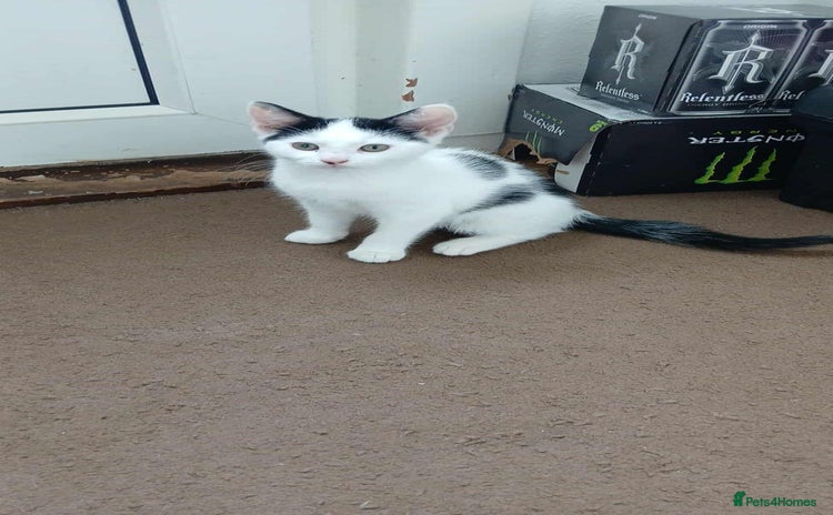 Mixed Breed cats - Advert 1
