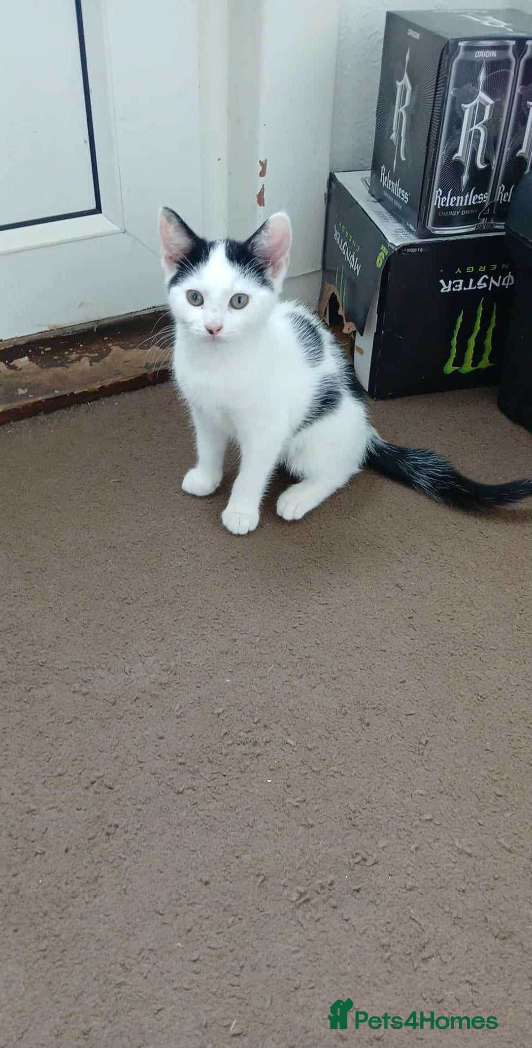 Mixed Breed cats for sale: Kitten for sale - Image 1