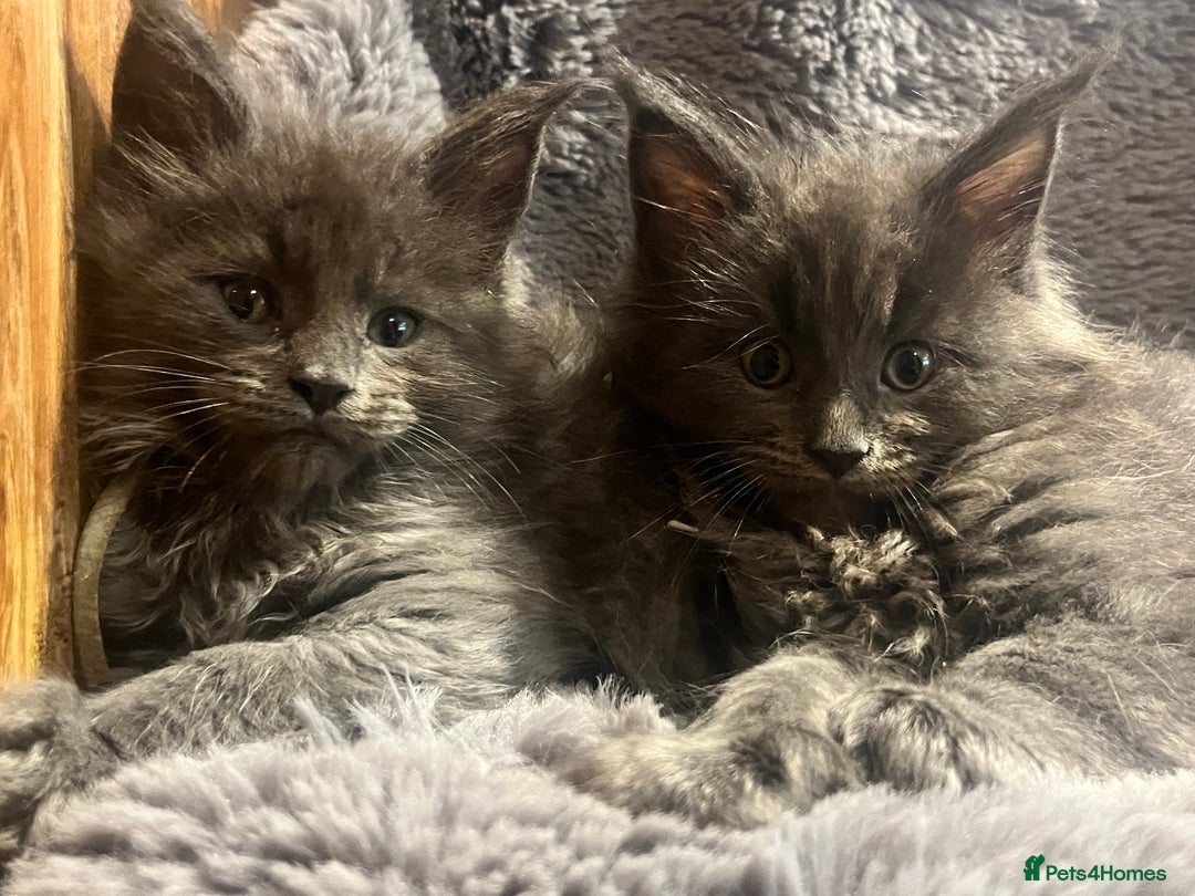 Maine Coon cats for sale: STUNNING MAINE COON KITTENS BLUE SMOKE (tica reg ) - Image 8