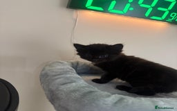 Norwegian Forest Cat cats for sale: Norwegian forest with Turkish Angora - Image 7