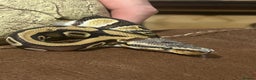 Python Snake reptiles for sale: Male python 5 months old - Advert 2