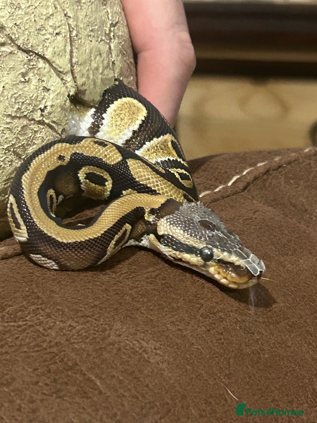 Python Snake reptiles for sale: Male python 5 months old - Advert 2