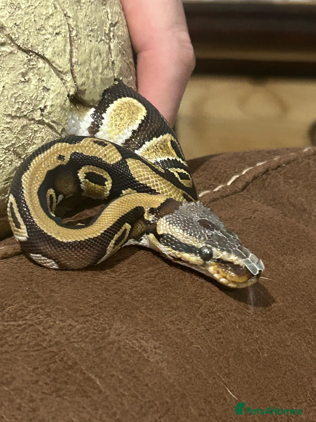 Python Snake reptiles for sale: Male python 5 months old - Advert 2