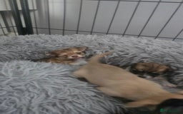 Chihuahua dogs for sale: Teacup chihuahuas  - Advert 6