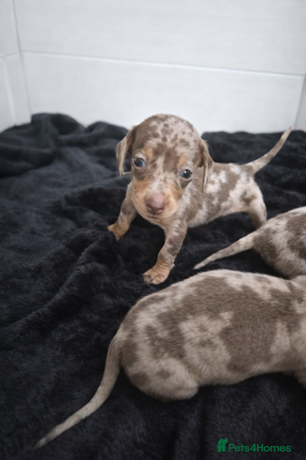 Miniature Dachshund dogs Miniature Dachshunds KC REG Dapple & Chocolate  - Advert 8