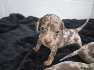 Miniature Dachshund dogs Miniature Dachshunds KC REG Dapple & Chocolate - Advert 7