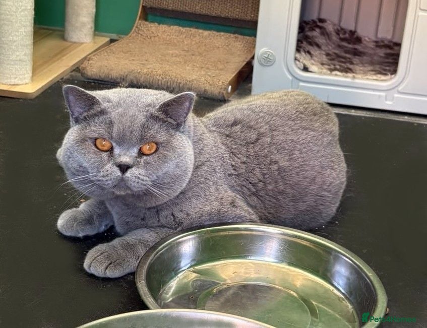 British Shorthair cats GCCF Reg Stud Blue Carry Lilac Male - Advert 2