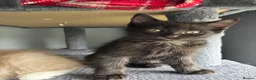 Ragdoll cats for sale: 3 ragdoll mix kittens  - Advert 5