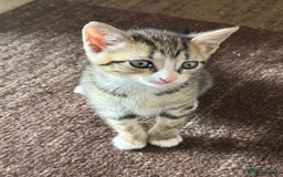 Mixed Breed cats for sale: 2 female snowshoe cross kittens - Image 1