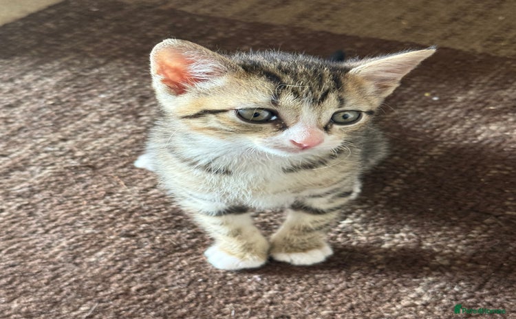 Mixed Breed cats - Advert 2