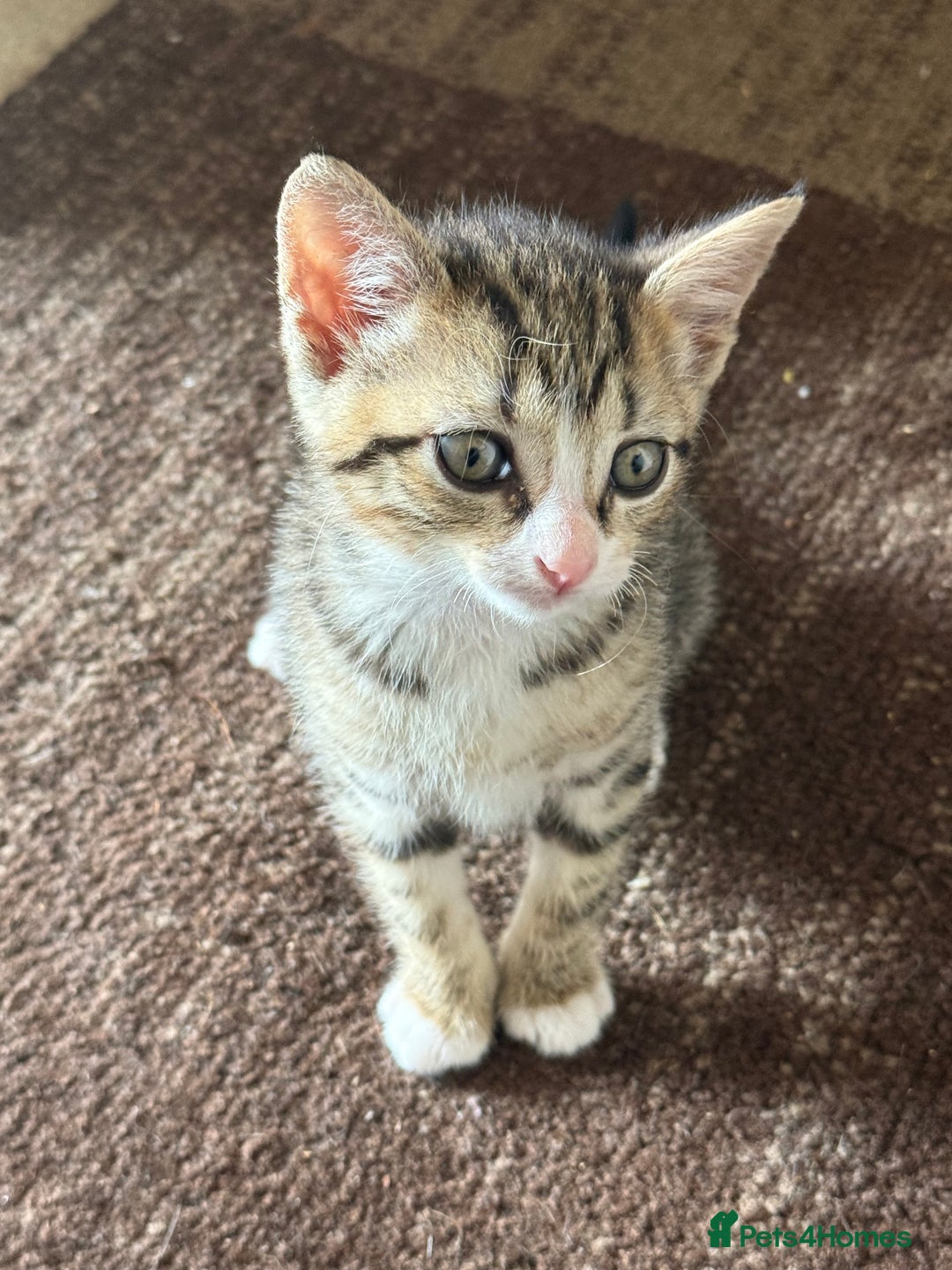 Mixed Breed cats for sale: 2 female snowshoe cross kittens - Image 1