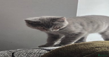 Mixed Breed cats - Advert 15