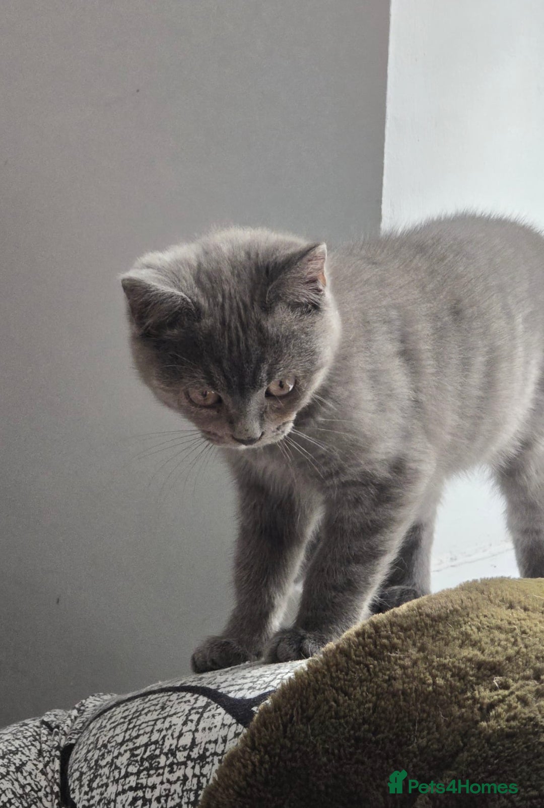 Mixed Breed cats for sale: Blue kitten - Image 2