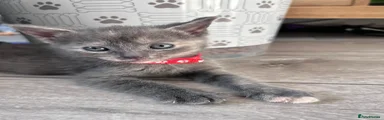 Red collar girl. 