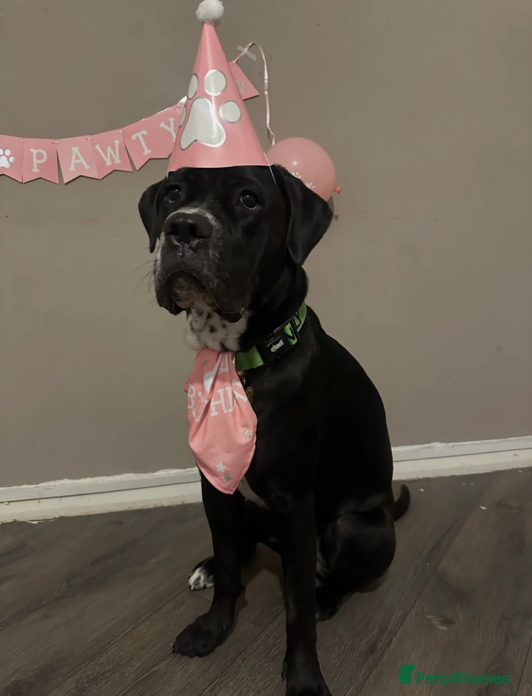 Mixed Breed dogs for sale: Cane corso cross  - Advert 2