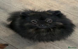 Pomeranian dogs for stud: Kensesqui Mighty Hercules aka Bear for stud  - Image 1