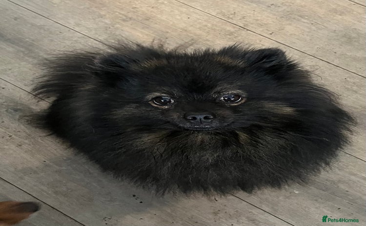 Pomeranian dogs - Advert 1