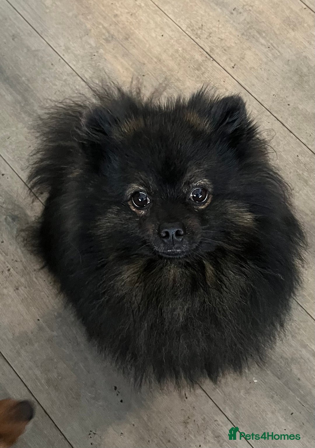 Pomeranian dogs for stud: Kensesqui Mighty Hercules aka Bear for stud  - Image 1