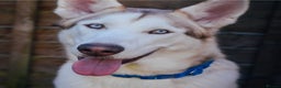 Siberian Husky dogs for sale: 5 beautiful siberian huskies left for forever home - Advert 12