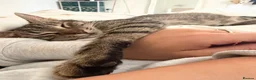 Mixed Breed cats for sale: Mixed breed tabby X ragdoll kittens - Advert 3