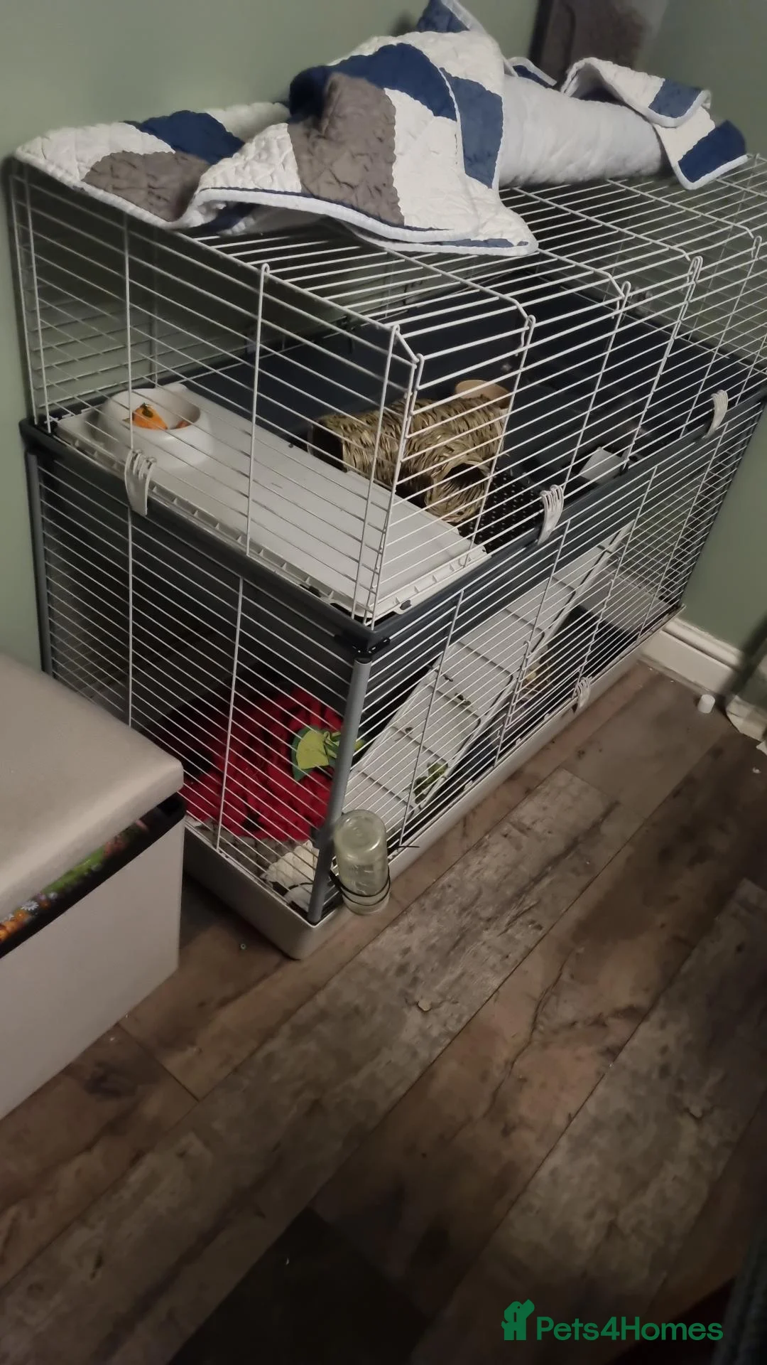 Guinea Pig rodents for sale: 2x female guinea pigs  in Abergavenny - Advert 3
