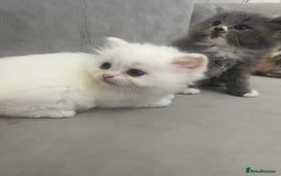 Scottish Fold cats for sale: Scottish fold straight kittens medium/long hair - Image 11