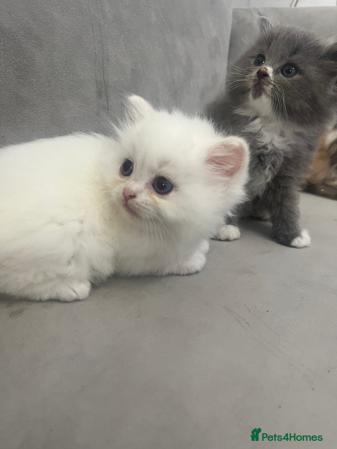 Scottish Fold cats for sale: Scottish fold straight kittens medium/long hair - Image 11