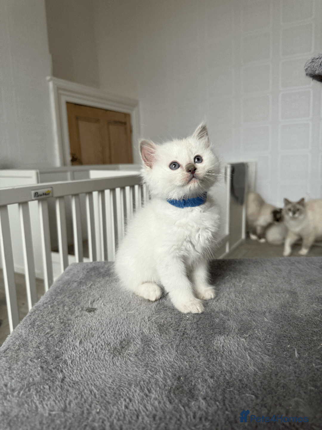 Ragdoll cats for sale: Pedigree Championship GCCF Ragdoll Kittens - Advert 11